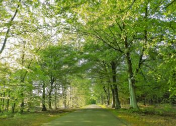 Udsprungne bøgetræer i Kjul. Foto: Preben Andersen.