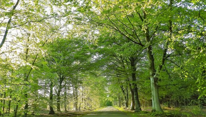 Udsprungne bøgetræer i Kjul. Foto: Preben Andersen.