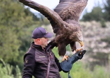 Peter med havørnehunnen Freja. Foto (arkiv): Eagleworld.