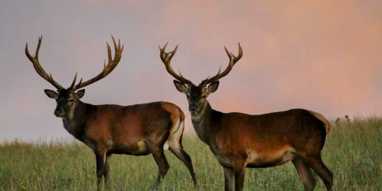 I maj og juni føder kronhinderne og dåerne kalve i Slotved Skov.
Foto: Naturstyrelsen.