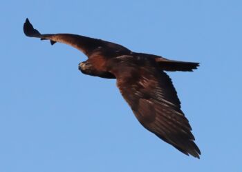 Kongeørnen er majestætisk, når den svæver over landskabet.