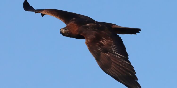 Kongeørnen er majestætisk, når den svæver over landskabet.