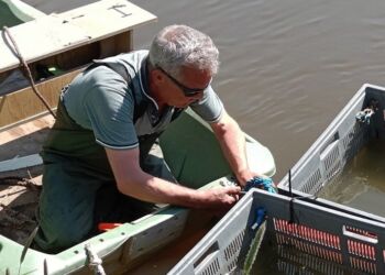 Der gøres klar til udsætning fra båd.