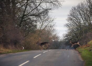 Foto: Asger Thielsen.