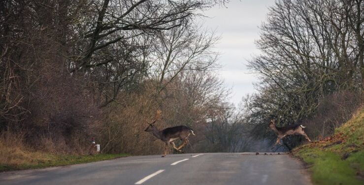 Foto: Asger Thielsen.