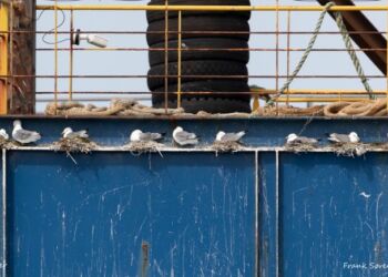 Riderne hos Hirtshals Yard den 29. maj 2023. Foto: Frank Abildgaard Sørensen.