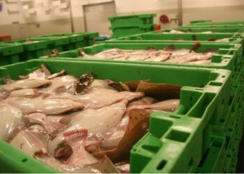 Fladfisk på fiskeauktion. Foto: Fiskeri Tidende.