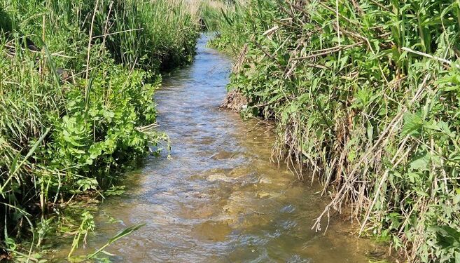 Her er det flot og effektiv vandløbspleje med gydebanker i Skrævad Bæk. Foto: Arkiv.