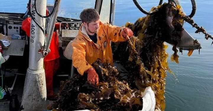 Tangen høstes om foråret efter ca. 6-8 måneders vækst. På det tidspunkt er de længste tangplanter op til 2-3 m lange. Her høstes tangen i Limfjorden af Peter Schmedes, post doc hos DTU Aqua. Foto: Mette Møller Nielsen.