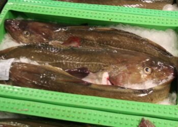 Torsk på auktion. Foto: Arkiv.