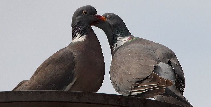 Flirtende turtelduer. Foto: Pixabay.