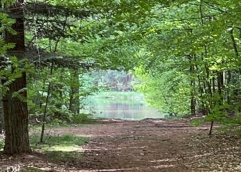 Bøgstedskoven er en naturperle ved Astrup. Privatfoto