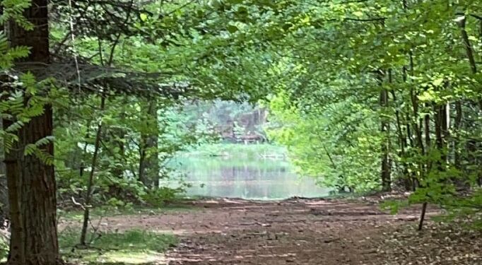 Bøgstedskoven er en naturperle ved Astrup. Privatfoto