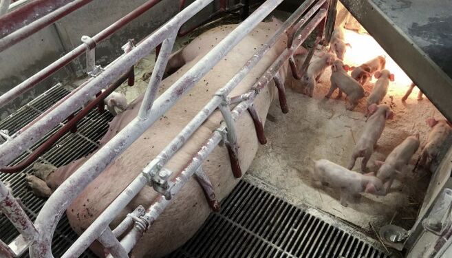 Foto: Dyrenes Beskyttelse.