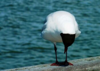 Hættemåge. Foto: Pixabay.