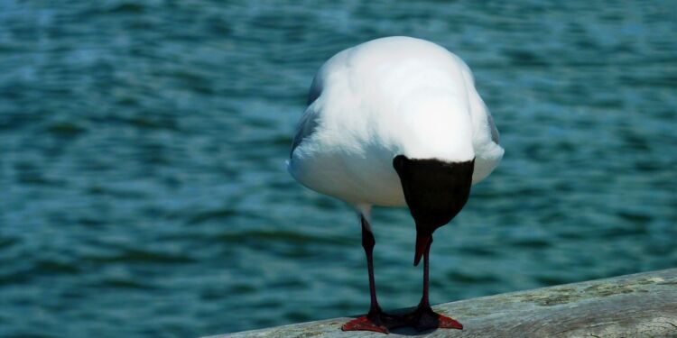 Hættemåge. Foto: Pixabay.