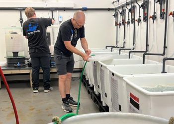 Akvariechefen Martin og assistenten Alex  ved hummeropdrættet på Nordsøen Oceanarium. Foto (arkiv): Niels Skipper.