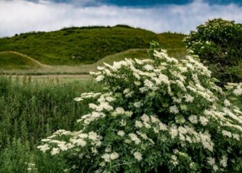 Hyldetræ i blomst ved Kjul Å nær Asdal. Foto (arkiv): Elling.