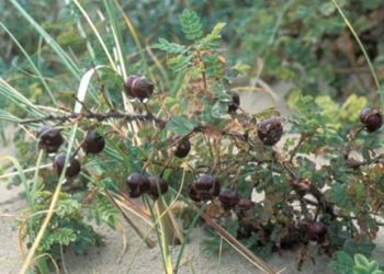 Klitrose. Foto: Lars N. Hansen/Miljøstyrelsen.