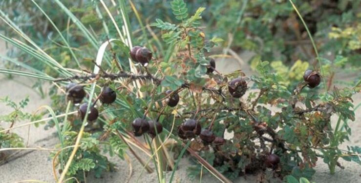 Klitrose. Foto: Lars N. Hansen/Miljøstyrelsen.