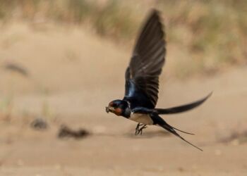 Foto: Frank Abildgaard Sørensen.