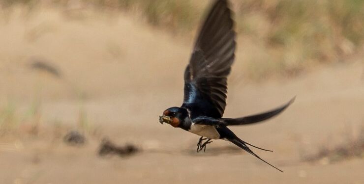 Foto: Frank Abildgaard Sørensen.