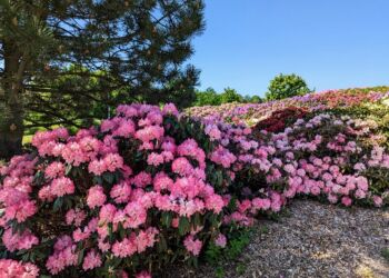 Lige nu blomstrer i hundredvis af rhododendron i Oremose Park.