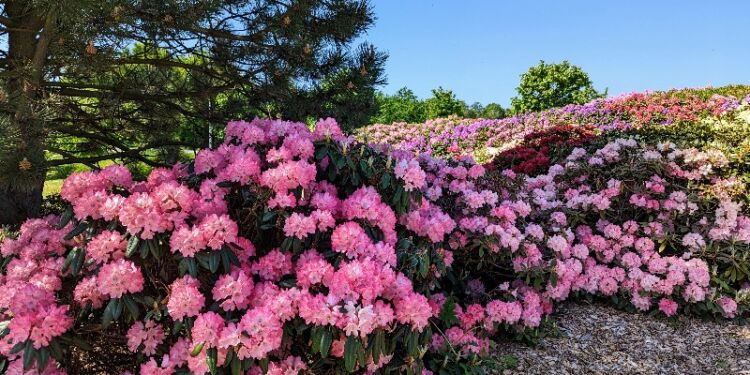 Lige nu blomstrer i hundredvis af rhododendron i Oremose Park.