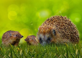 Pindsvin med unger. Foto: Pixabay.