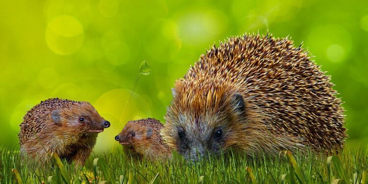 Pindsvin med unger. Foto: Pixabay.