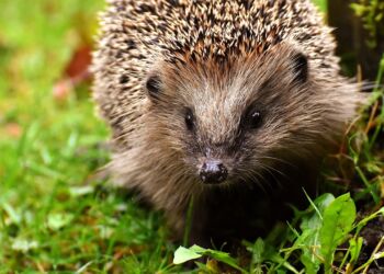 Pindsvin i haven. Foto: Pixabay.