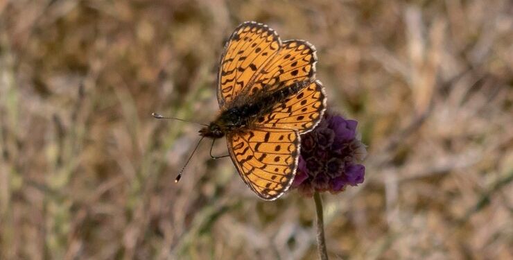 Brunlig perlemorssommerfugl. Foto: Frank Abildgaard Sørensen.
