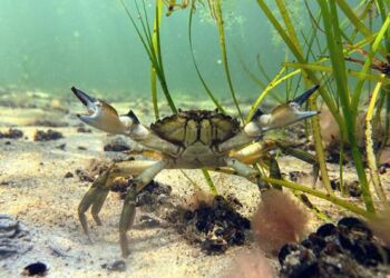 Strandkrabbe. Foto: Danmarks Naturfredningsforening.