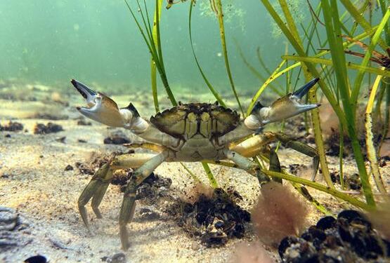 Strandkrabbe. Foto: Danmarks Naturfredningsforening.