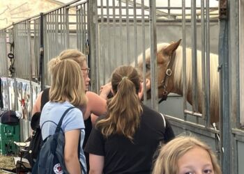 På Hjørring Dyrskue kan man komme tæt på mange flotte dyr. Foto: Palle W. Nielsen