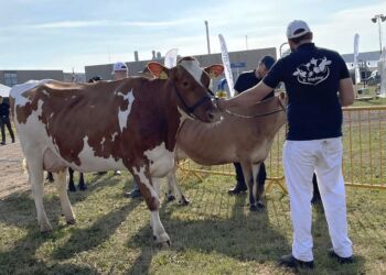 Hjørring Dyrskue præsenterer de bedste og flotteste dyr. Foto: LandboNord