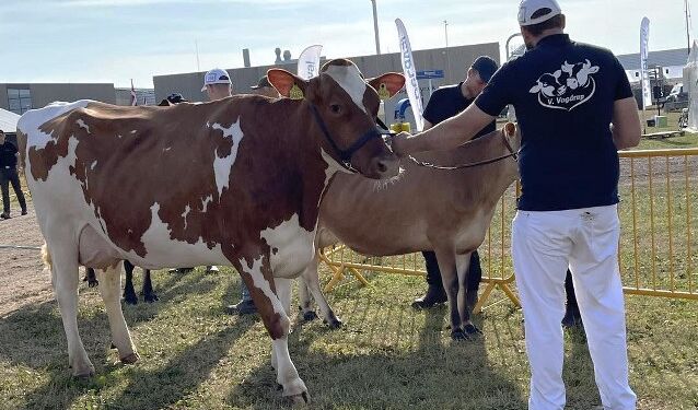 Hjørring Dyrskue præsenterer de bedste og flotteste dyr. Foto: LandboNord