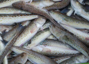 Fjæsing er faktisk en glimrende spisefisk, når den fanges og behandles med forsigtighed. Foto: Fiskeri Tidende.