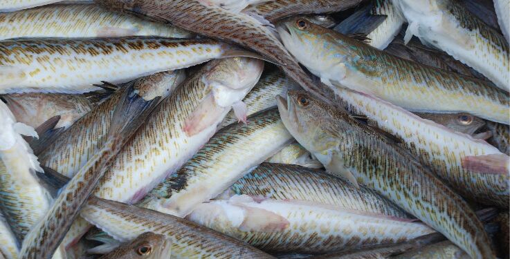 Fjæsing er faktisk en glimrende spisefisk, når den fanges og behandles med forsigtighed. Foto: Fiskeri Tidende.