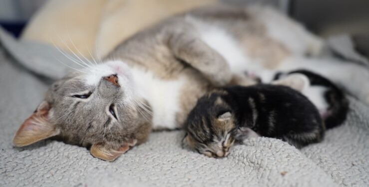 Særligt kattemødre med killinger er svære at finde plejefamilier til. Dyrenes Beskyttelse håber på hjælp fra danskerne.