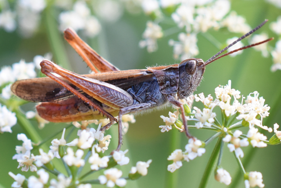 Foto: Danmarks Naturfredningsforening.