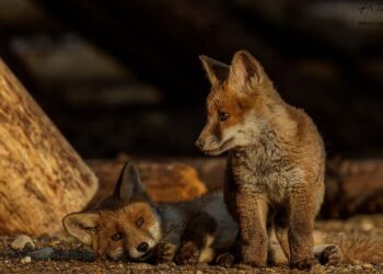 Rævehvalpe på Hirtshals Havn. Foto: Arturs Pirazkov.