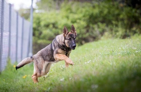 Hunden på billedet er ikke den omtalte hund i sagen. Billedet er ikke relateret til sagen direkte. Foto: Dyrenes Beskyttelse.