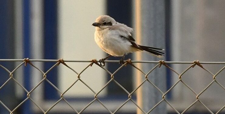 Steppetornskade på Hirtshals Havn. Foto: Jonna Andreassen.