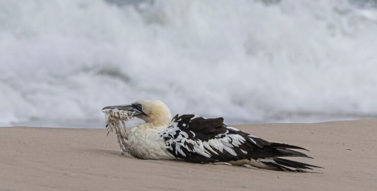 Ung sule med næbet viklet ind i snor ved Pelles Strand. Foto: Frank Abildgaard Sørensen.