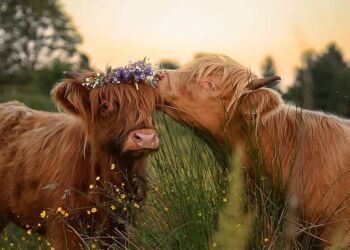 TV2 Nords nye coverfoto er fra Tversted. Foto: Sandra Kelman Hansen.