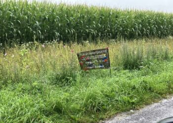 Du er velkommen til at plukke en buket vilde blomster i faunastriben her på Barkholtvej mellem Tversted og Bindslev. 
Foto: Palle W. Nielsen