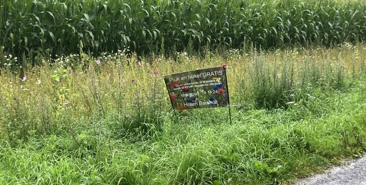 Du er velkommen til at plukke en buket vilde blomster i faunastriben her på Barkholtvej mellem Tversted og Bindslev.
Foto: Palle W. Nielsen
