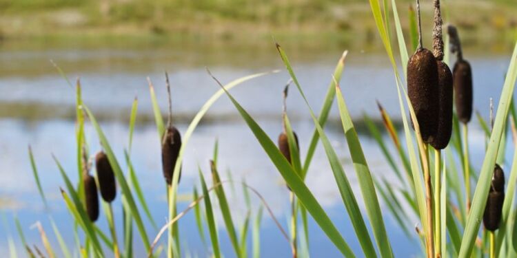 Vandhullet i Højene Enge. Foto: Elling.