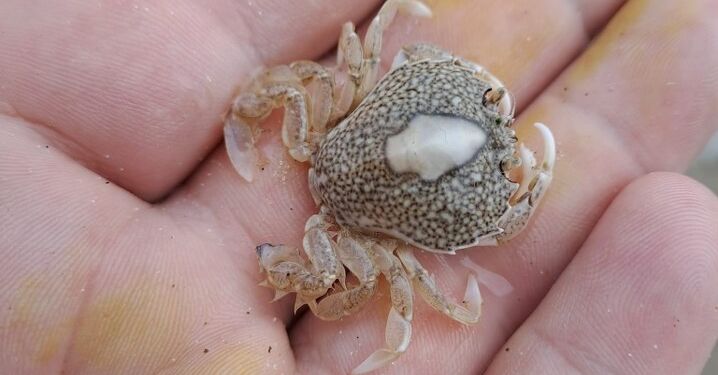 Krabben Portumnus latipes. Foto: Kim J. Fogt.